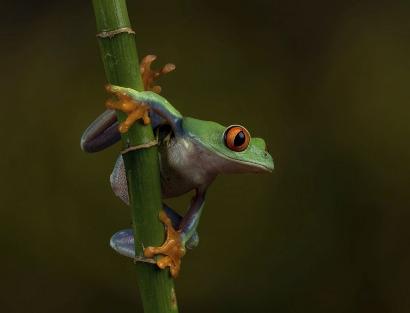 21 Valerie Duncan Red Eye Tree Frog