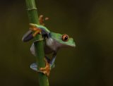 21 Valerie Duncan Red Eye Tree Frog