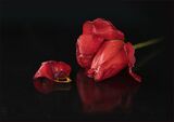 22 Red Tulip by Glynn Grylls