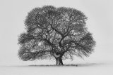 22 Snow Tree by Sid Jones