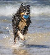24 Splashing Good Fun by Carole Zimmerman