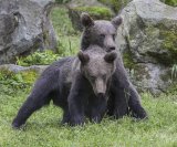 27 Carpathian Brown Bear Cubs Playing by Susan Buckland