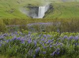 28 Skogafoss with Lupins by Anthony Page