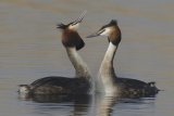 29 Great Crested Grebes by Tim Downton