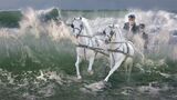 29 SeaHorse Race by Steve Lord