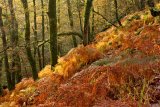 2 Autumn Morning by Val Brierley LRPS