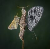 2 Skippers and a Marble White by Martin Davenport Highly Commended Section A