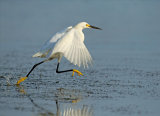 Egret Running on Water by David Cantrille