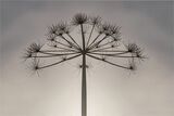 37 Last of the summer Weeds by Chris Eaves