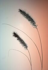 39 Grasses by Dee Wareham
