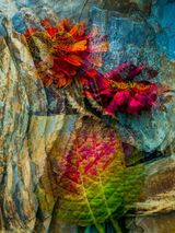 39 Helenium on Rock by Susan Hendrick