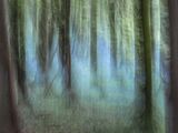 3 Yellowham Wood by Tony Gill