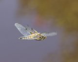 4-spotted Chaser by Jeremy Lee-Potter