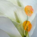 40 Lily by Susan Hendrick