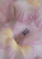 41 Gladioli by Geoff Wareham