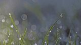 42 Morning Jewels by Helen Gibson