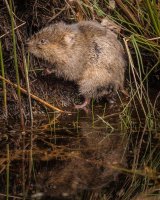 Water Vole at Arne by Jeremy Lee-Potter