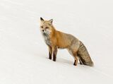 43 Red Fox Yellowstone by Stephen Lee