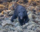 44 Black Bear, Meares Island by Di Tilsley