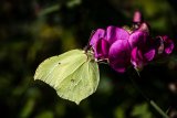 Brimstone on Sweet Pea by Helen Gibson