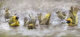 45 Weaver birds bathing by Lisa Bukalders