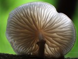 Woodland Fungus by Michael Martin