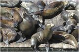46 Basking Seals by Sid Jones