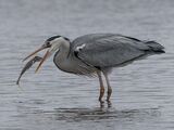 47 Grey Heron with Catch by Tim Downton