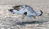 48 Pallas's Gull with Fish by Susan Buckland
