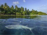 49 Snorkelers World. White-tip Reef Shark by Penny Piddock