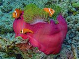 50 Blackfoot Anemone Fish by Spike Piddock