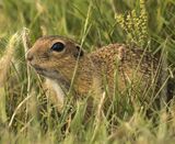 53 Ground Squirrel Bulgaria by Annette Beardsley