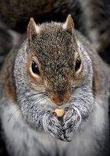 54 Squirrel by Lisa Rendall