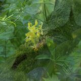 55 Azalea by Jane Tearle