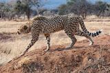 56 Cheetah by Janine Scola