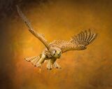 57 Flying High by Cheryl Connor