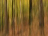 5 Horner Woods by Jane Lee