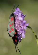 6-spot Burnet by Frank Schweitzer