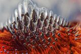 64 Magnetic Attraction by Penny Piddock