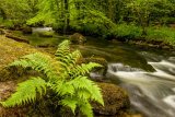 7 Hisley Fern by Val Brierley LRPS