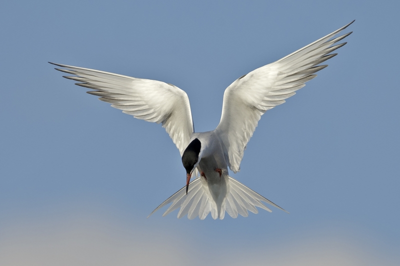 A Common Tern by Tim Downton