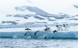 Adelie Penguins by Paul Barrow