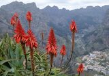 Aloe Vera by Chris Parvin Third Club Section