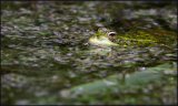 Amphibian by Simon Lydford