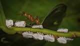 Andean Wood Ant Farming Honeydew by Frank Schweitzer