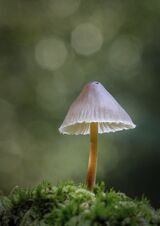 Angel's Bonnet by Peter Yendell Commended Section A