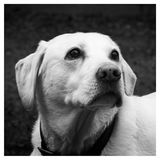 Archie by Phil Whiffing Highly Commended Section B