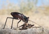 Armoured ground cricket with cricket prey by Lisa Bukalders