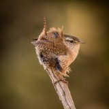 Arne RSPB Wren Displaying by Roland Tarr