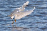 Arne Reserve Egret 2014 by Roland Tarr